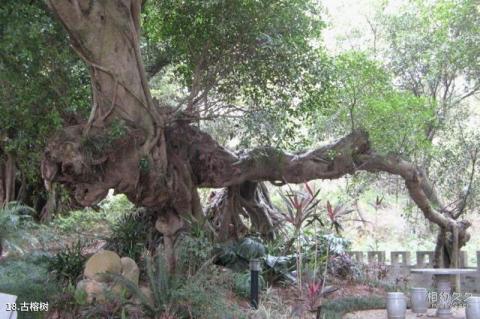 琅岐岛景区旅游攻略 之 古榕树