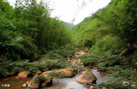 贵州赤水四洞沟景区旅游攻略 之 林海