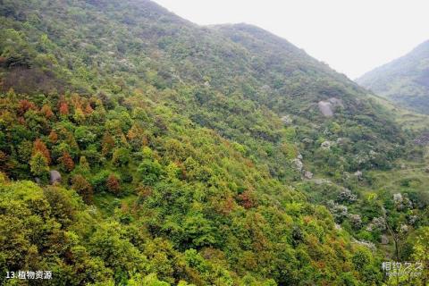 广西五皇山国家地质公园旅游攻略 之 植物资源