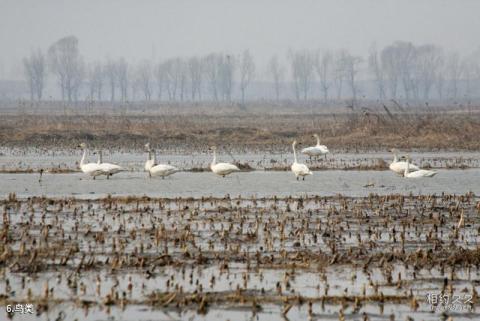 天津古海岸与湿地国家级自然保护区旅游攻略 之 鸟类
