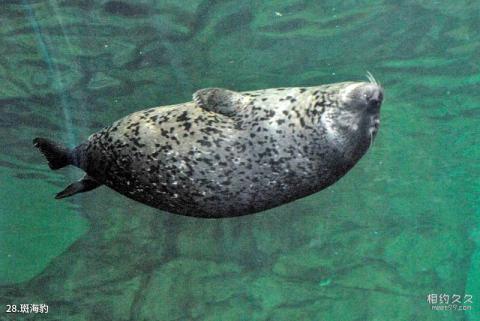 上海海洋水族馆旅游攻略 之 斑海豹