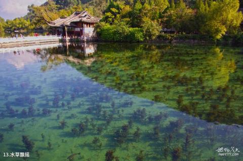 丽江黑龙潭公园旅游攻略 之 水草飘摇