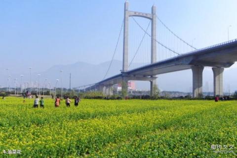 福州花海公园旅游攻略 之 油菜花