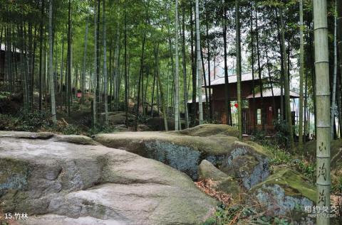 杭州山沟沟风景区旅游攻略 之 竹林