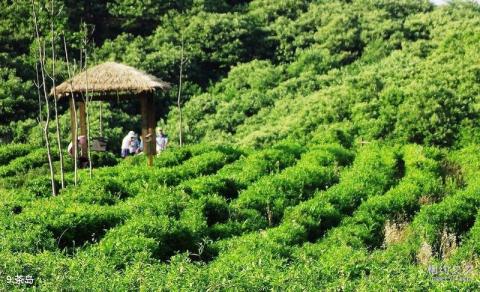 信阳南湾湖风景旅游区旅游攻略 之 茶岛