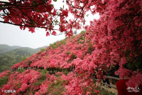 武汉木兰云雾山风景区旅游攻略 之 杜鹃花海