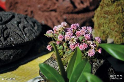 腾冲火山国家公园旅游攻略 之 火山植物