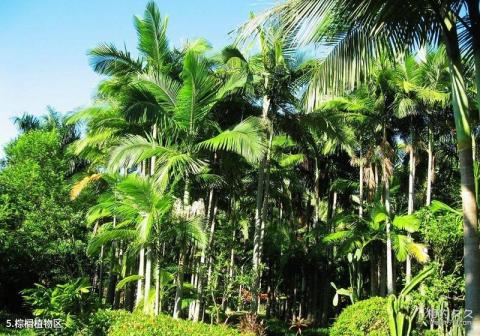 西双版纳热带花卉园旅游攻略 之 棕榈植物区