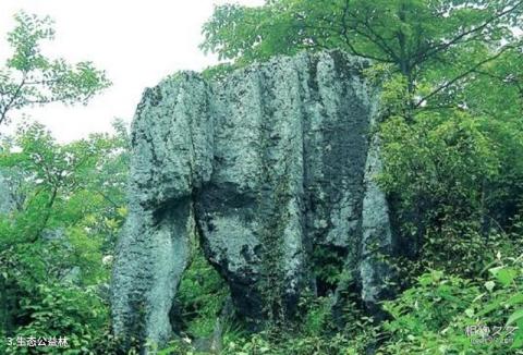 沙湾三道河子森林公园旅游攻略 之 生态公益林