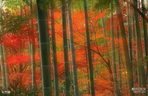 日本京都岚山旅游攻略 之 竹林