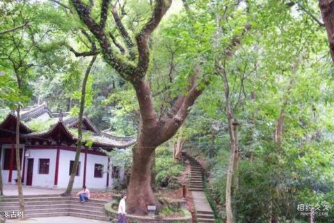 台州巾山公园旅游攻略 之 古树