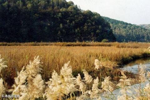 延安子午岭国家级自然保护区旅游攻略 之 清水河湿地