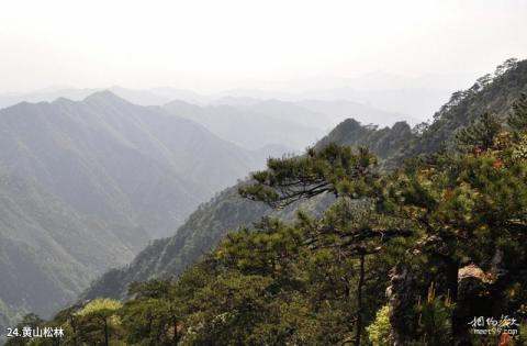 浙南箬寮原始林旅游攻略 之 黄山松林