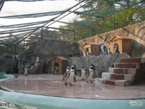上海动物园旅游攻略 之 企鹅池