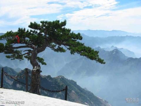 陕西华山风景区旅游攻略 之 华山松(五针松)