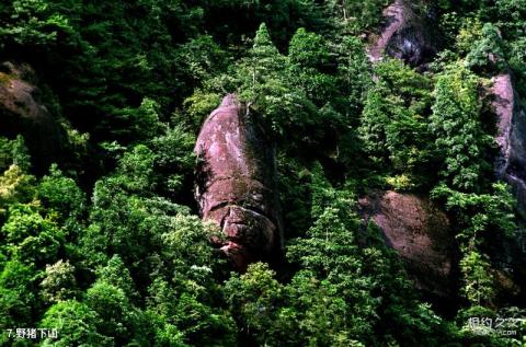 贵州三岔河丹霞谷旅游攻略 之 野猪下山