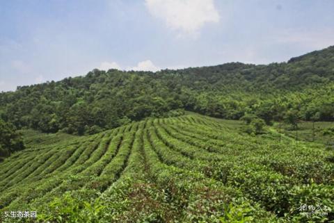 南京南山湖旅游度假区旅游攻略 之 生态茶园