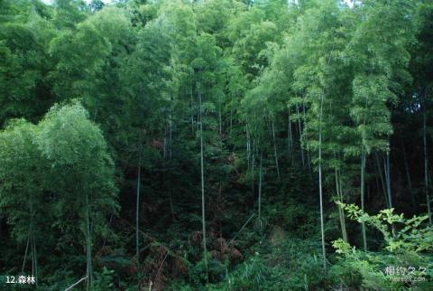 湖南龙窖山风景区旅游攻略 之 森林