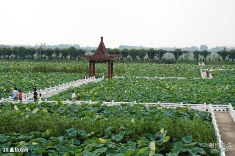 淮安金湖荷花荡景区旅游攻略 之 曲桥观荷