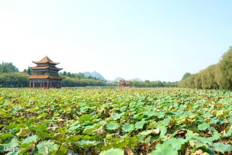 黔西南安龙招堤风景区旅游攻略 之 荷池