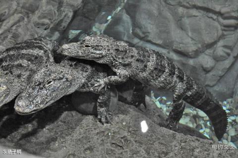 上海海洋水族馆旅游攻略 之 扬子鳄