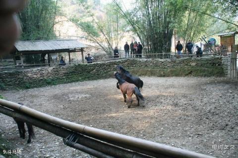 柳州融水贝江风景区旅游攻略 之 斗马场