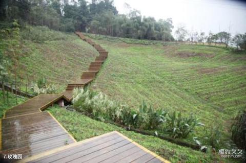 泸州纳溪花田酒地旅游景区旅游攻略 之 玫瑰园