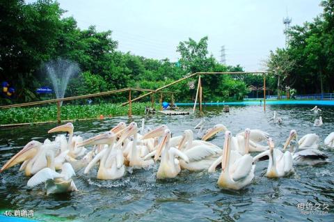 广州长隆旅游度假区旅游攻略 之 鹈鹕湾