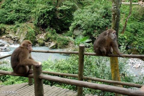 四川峨眉山风景区旅游攻略 之 生态猴区