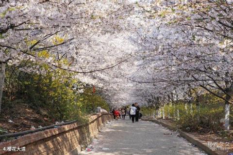 滨州邹平樱花山风景区旅游攻略 之 樱花大道