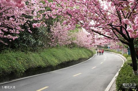 十堰黄龙滩旅游度假区旅游攻略 之 樱花大道