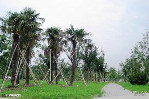 上海辰山植物园旅游攻略 之 纤维植物园