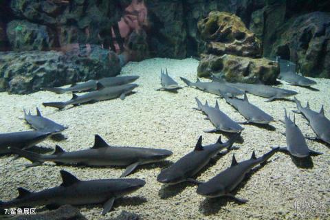 天津海昌极地海洋世界旅游攻略 之 鲨鱼展区