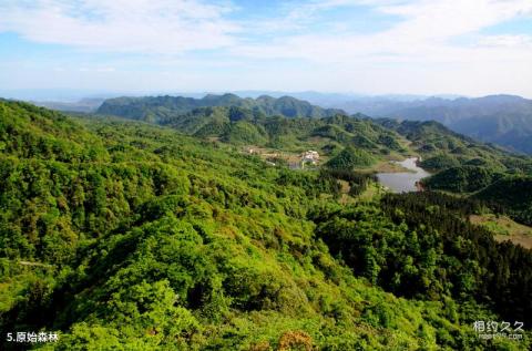 绥阳宽阔水国家级自然保护区旅游攻略 之 原始森林