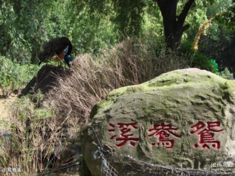 武汉东湖鸟语林旅游攻略 之 鸳鸯溪