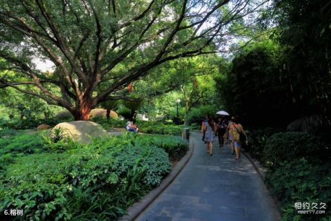 桂林南溪山公园旅游攻略 之 榕树