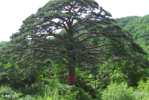 新宾神树风景区旅游攻略 之 神树