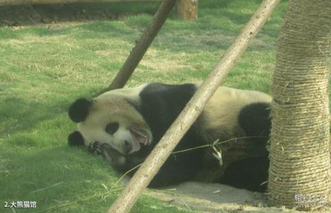 临沂动植物园旅游攻略 之 大熊猫馆