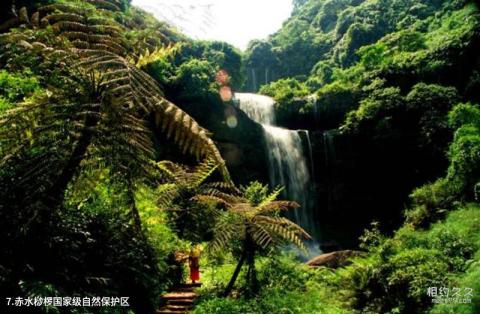 赤水风景区旅游攻略 之 赤水桫椤国家级自然保护区