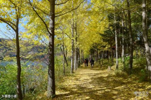 韩国春川南怡岛旅游攻略 之 银杏小道