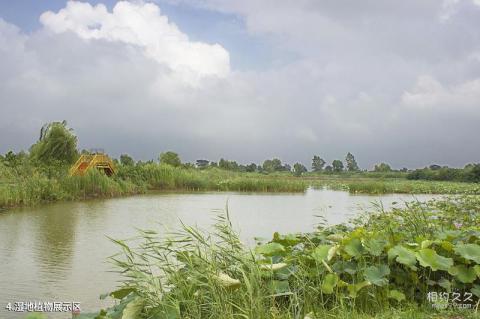 泗洪穆墩岛旅游攻略 之 湿地植物展示区
