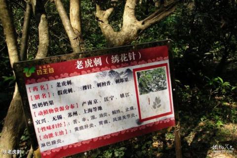 广西龙虎山风景名胜区旅游攻略 之 老虎刺