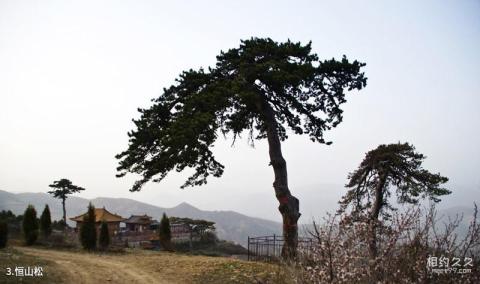 山西北岳恒山旅游区旅游攻略 之 恒山松