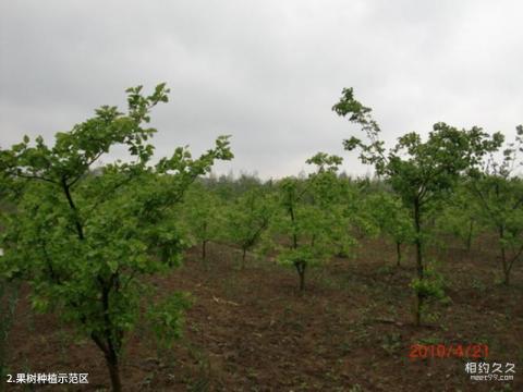 阜阳生态乐园旅游攻略 之 果树种植示范区