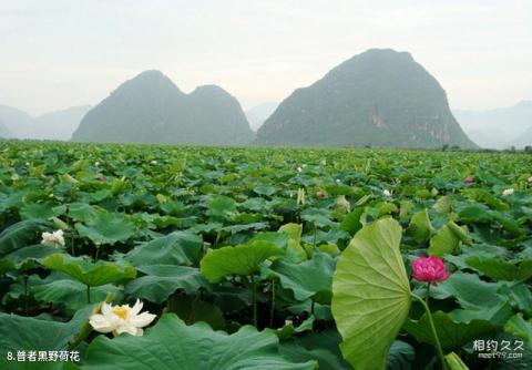 普者黑风景名胜区旅游攻略 之 普者黑野荷花