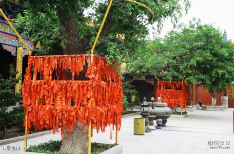 潍坊金泉寺旅游攻略 之 皂角树