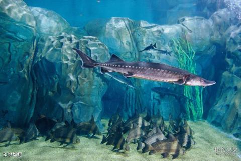 上海海洋水族馆旅游攻略 之 中华鲟