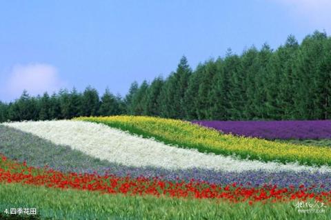 绵竹九龙山麓棠山旅游区旅游攻略 之 四季花田