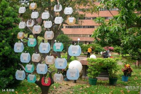 香港理工大学校园风光 之 卡片树