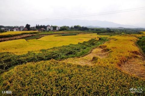 遂昌湖山森林公园旅游攻略 之 稻田